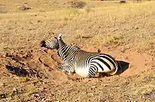 Mountain zebra dust bathing