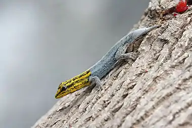 Image 16Dwarf yellow-headed geckoPhoto: Muhammad Mahdi KarimThe dwarf yellow-headed gecko (Lygodactylus luteopicturatus) is a small gecko species native to the rocky areas of southern Kenya, eastern Tanzania, and Zanzibar. This individual's tail, which had been shed through autotomy, is regenerating.More selected pictures