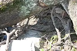 Dwarf crocodile