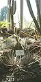 Dyckia maracasensis (in foreground)