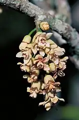 Inflorescence on a branch