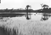 A view, at dusk, looking across a marshy body of water or lake (possibly Lake Scugog or Rice Lake), with barnyard ducks, centre. In the background, on the far shore, are two large deciduous trees.