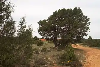 Spanish Juniper trees in the range