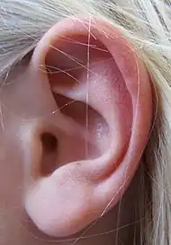 Ear