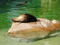 Brown fur seal