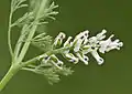 Earth smoke (Fumaria officinalis)