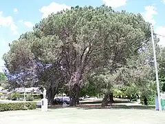 East Creek Park, Toowoomba, 25th Battalion (Australia) (Darling Downs) Memorial, Qld - Pinus pinea