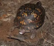 angled downward view of a turtle facing to the upper right as she squeezes out an egg out the back. There is a distended part of her body far behind her half covering the egg.