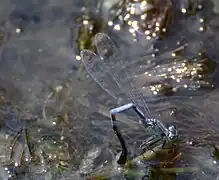 Eggs deposition