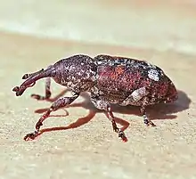 Eastern pine weevil (Pissodes nemorensis) lateral view