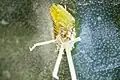 Close-up of yellow barbed bristles and longer spines