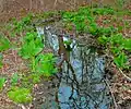 Early spring growth of eastern skunk cabbage along a flowing brook on the island of Martha's Vineyard