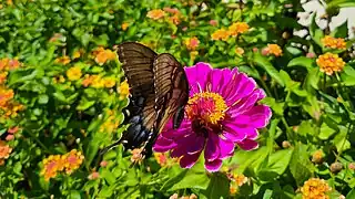 Eastern Tiger Swallowtail at the State Botanical Garden of Georgia