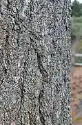 Closeup of bark