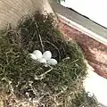 Moss-lined nest containing five white eggs