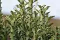 Euphorbia caducifolia close up