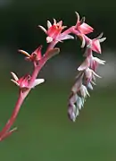 Flowers of Echeveria ‘Blue Curl’