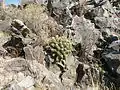 Plants growing near Estacion Vanegas