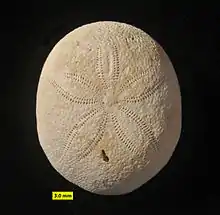 Echinolampas ovalis, Cassiduloida, Middle Eocene, c. 40 mya