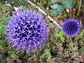 Echinops ritro (compound capitulum)