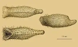 Echinosigra amphora (Pourtalesiidae)