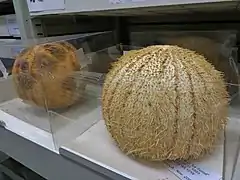 Specimens from the Muséum National d'Histoire Naturelle in Paris : the likeness with a melon is obvious.