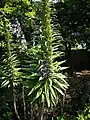 Echium located along east side of park.