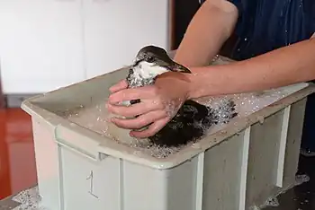 Washing a victim of oil spills