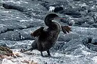 Photo of a long-beaked black bird standing on a rocky shore and holding its stumpy wings outstretched