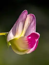 Close up of flower