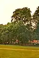 Scotch elm, The Meadows, 1989