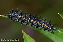 Caterpillar