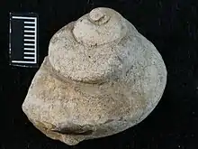 Fossilised gastropod Lophospira sp