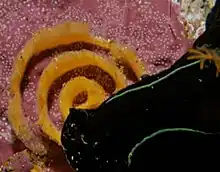 Egg ribbon of the black nudibranch