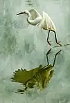 photograph of heron taking flight with reflection in pool of water beneath