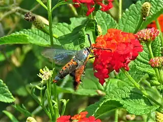 Southwestern squash vine borer