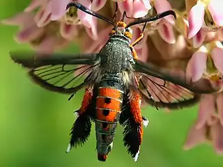 Squash vine borer