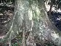 Silver quandong at its southernmost limit of natural distribution, Yatteyattah Nature Reserve