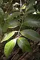 Elaeodendron melanocarpum foliage.