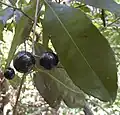 Elaeodendron melanocarpum fruit.