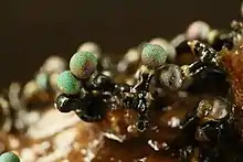 fruiting bodies of a slime mold