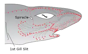 The electroreceptive ampullae of Lorenzini (red dots) evolved from the mechanosensory lateral line organs (gray lines) of early vertebrates.