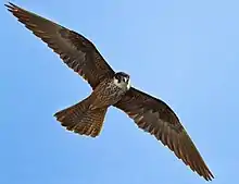 The endangered bird of prey called Eleanor's falcon