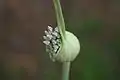 Spathe unfurling to reveal buds