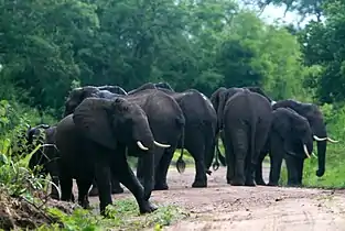 African bush elephants