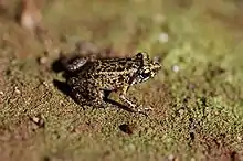 A greenish-brown and black patterned frog