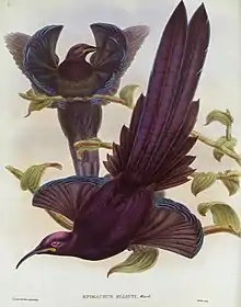 Illustration by John Gould