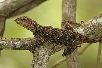 Dorsal view