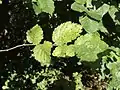 Juvenile leaves in hedgerow