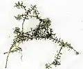 Elodea canadensis